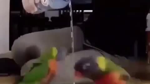 And the dance begins | Funny Parrots