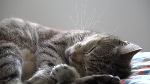 Cat is sleeping on the bed.