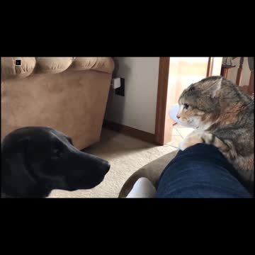 Cat Punching Dog
