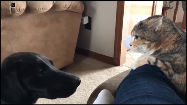 Cat Punching Dog