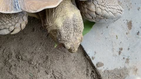 The big turtle eating the leave