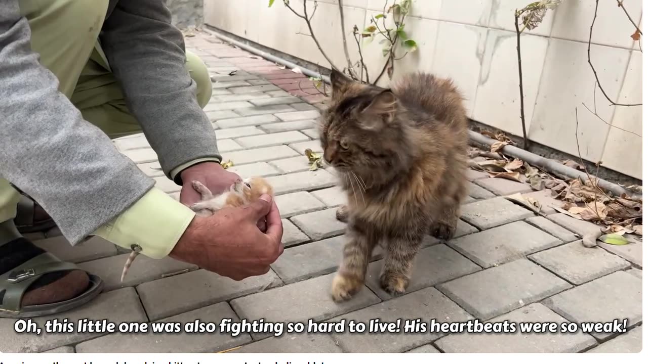 A crying mother cat brough her dying kitten to a man. Just unbelievable!