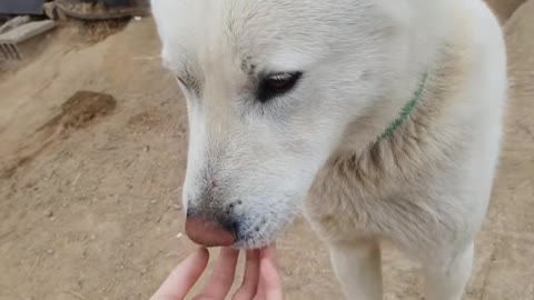 A cute Korean country dog