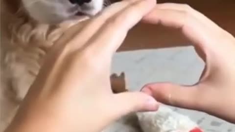 cute dog playing with owner 🥰