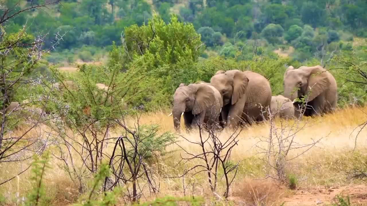 Elephants Pachyderms