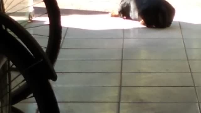 Cachorrinho safado nei da moral