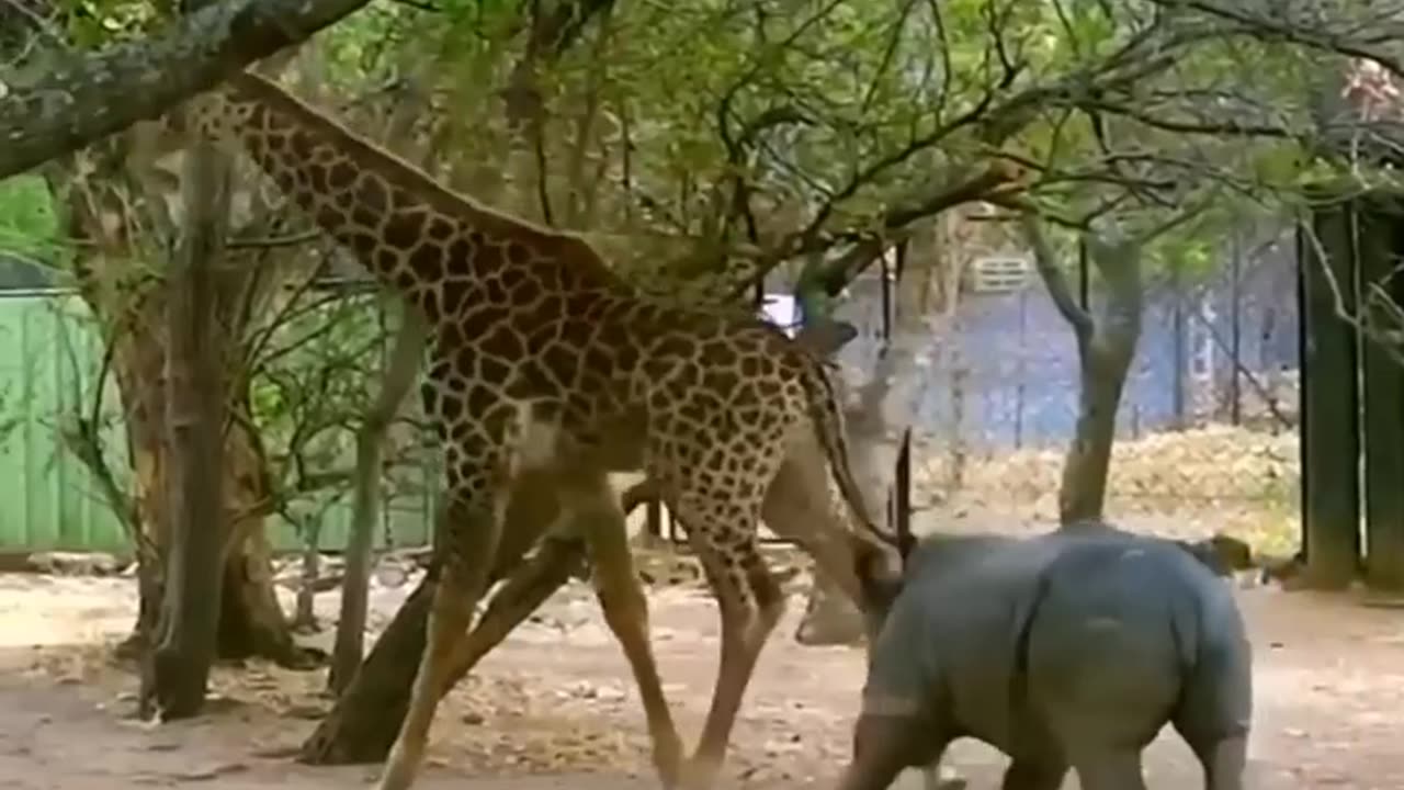 Animal Funny Moments