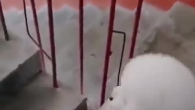 Amazing cute dog walks the stairs like humans do shorts