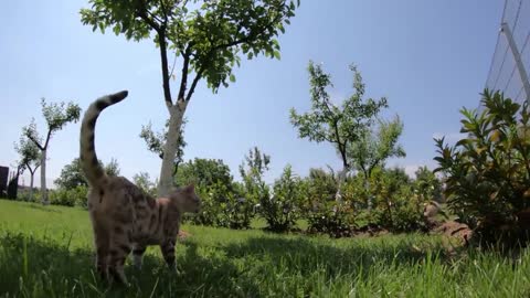 French Bulldog Playing With A Cat