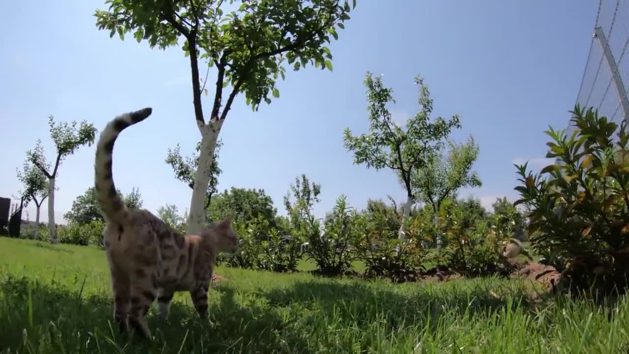 French Bulldog Playing With A Cat