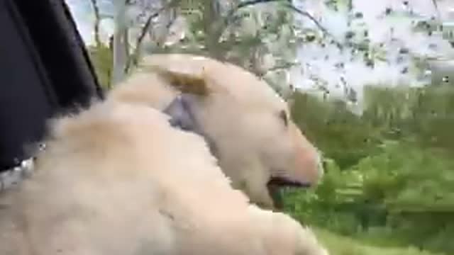 Puppy battles the wind during car ride