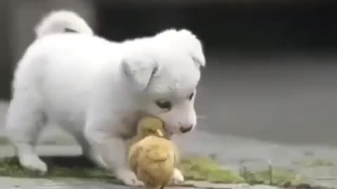 Puppy playing...❤ | Funny Dog