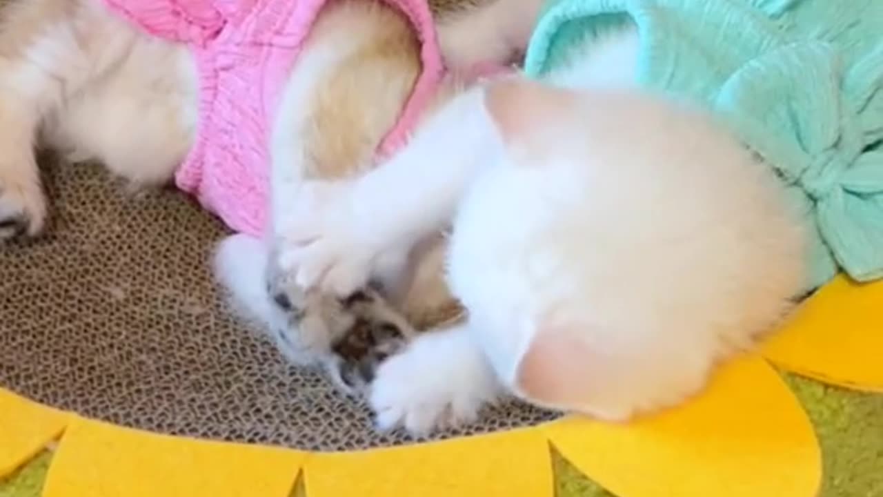 "Feline Love: The Heartwarming Bonds Between Cats"