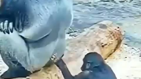 Funny monkey and cats__amazing___