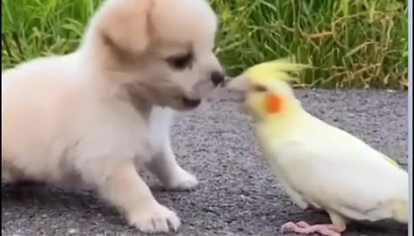 this parrot is very angry 😄😄😡😄😄#animal # pets #funny animal #dog #puppy #parrot #viral