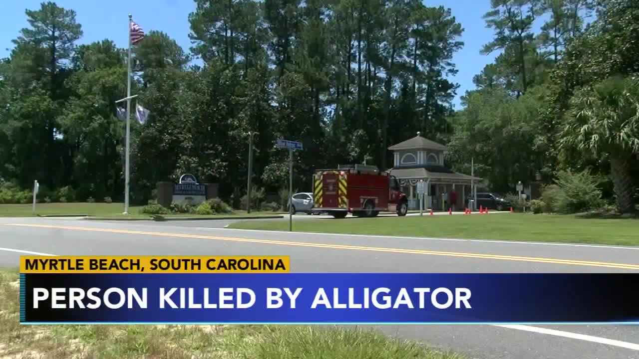 An alligator killed a person near Myrtle Beach in South Carolina