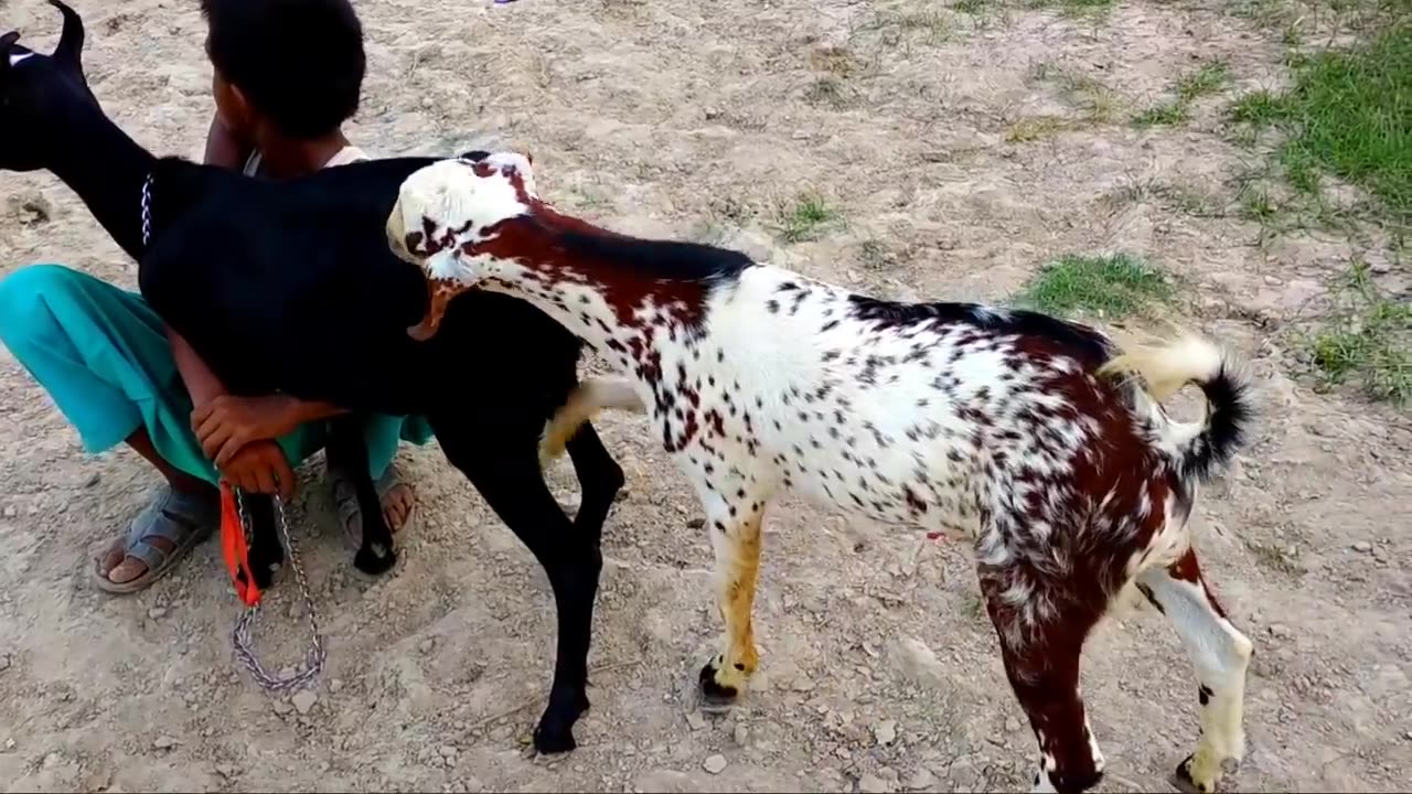 Goat fucking in village