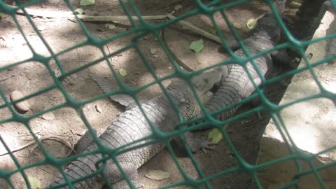 An Alligator Biting Another's Leg