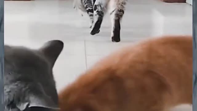 Cats videos funny cats videos