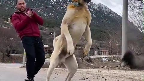 Dog