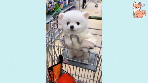 Cute Puppies 😍 Cute Funny and Smart Dogs Compilation |