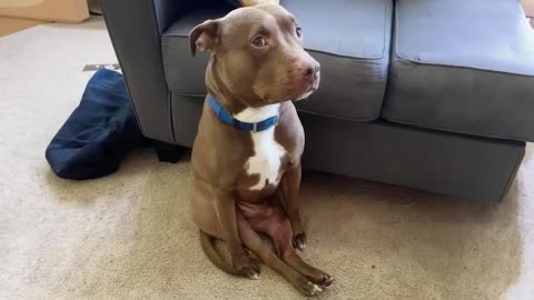 WORLD BEST FUNNIEST🤣 Dog vs men 🤣 funny video> Don't Try Laughing 🤣 clips