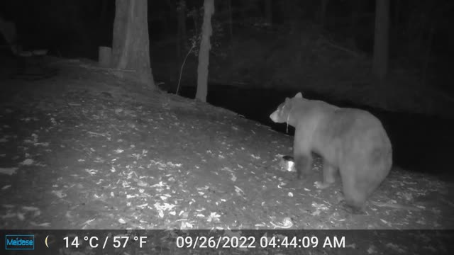Bear Siting First One Since the Fire
