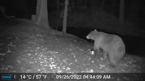 Bear Siting First One Since the Fire
