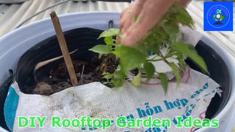 Expose peppers to sunlight