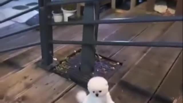 Good ! help me dogs video are so beautiful and greatfull cute baby dogs video