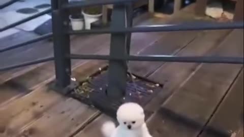 Good ! help me dogs video are so beautiful and greatfull cute baby dogs video