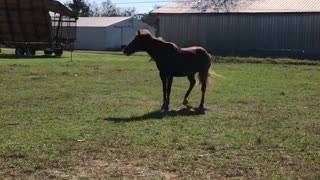 Happy Horses Rocking and Rolling