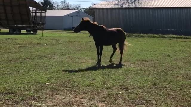 Happy Horses Rocking and Rolling