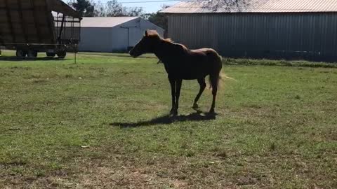 Happy Horses Rocking and Rolling