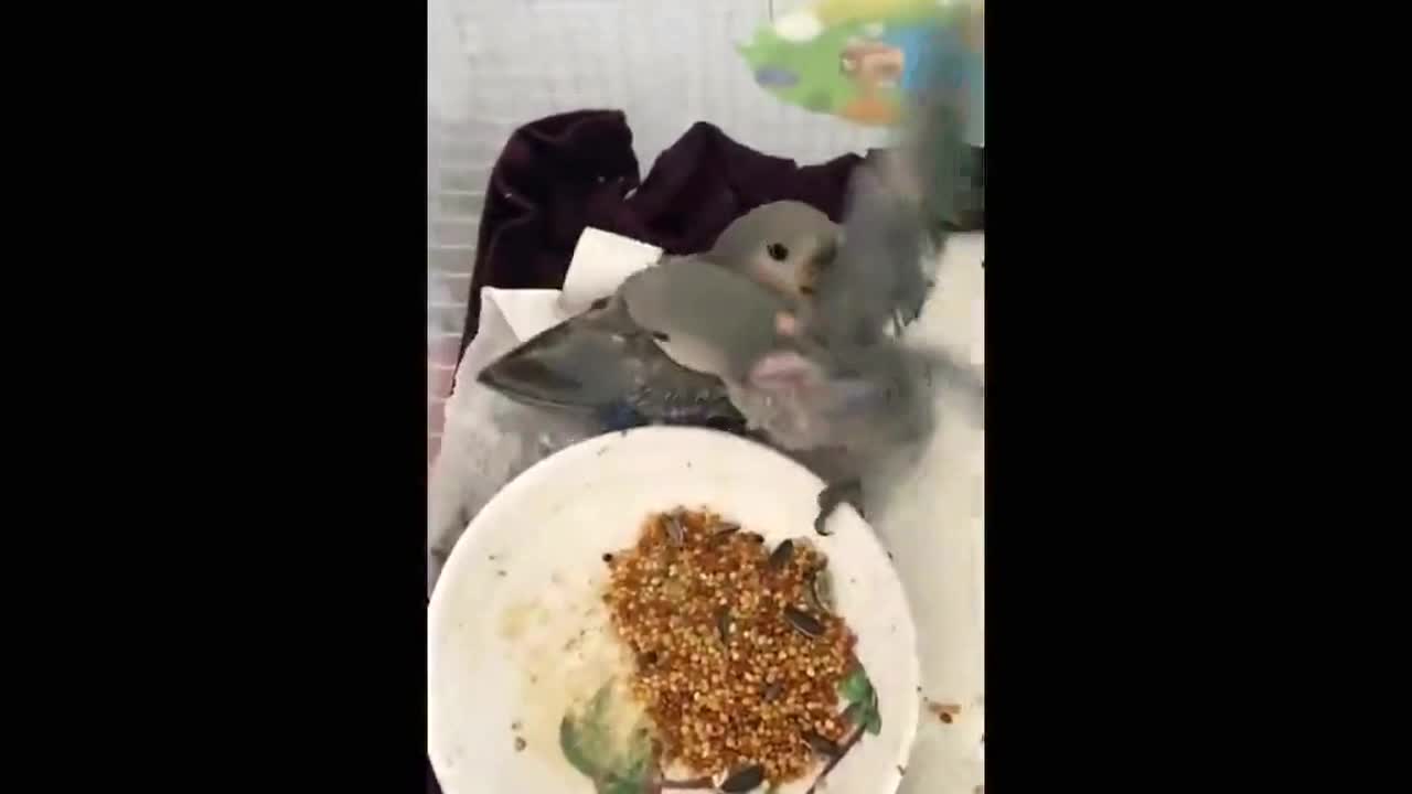 Lovebirds perk up after being told off for fighting each other over food