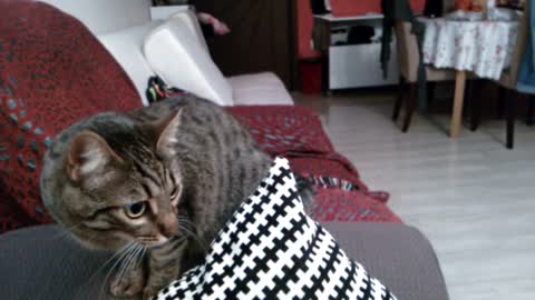 Cat plays fetch