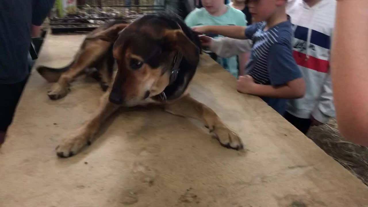 Dog plays dead then scares kids by awakening