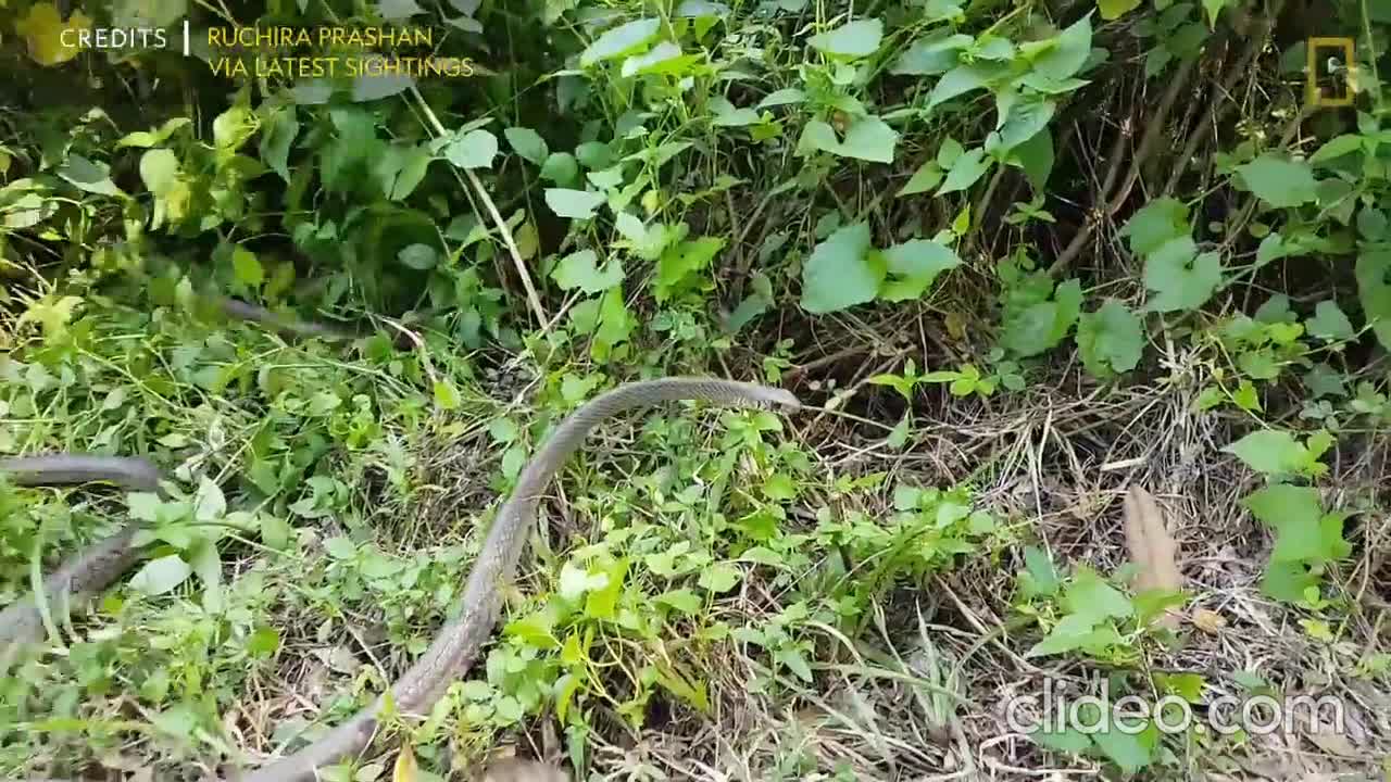 Watch an elaborate RAT SNACK "Dance off"