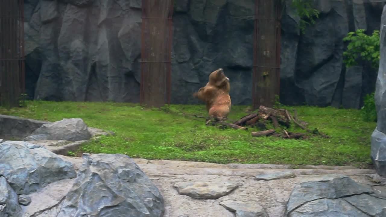 Bear in zoo aviary. Brown bear on green grass. Powerful ursus arctos running in zoological park.