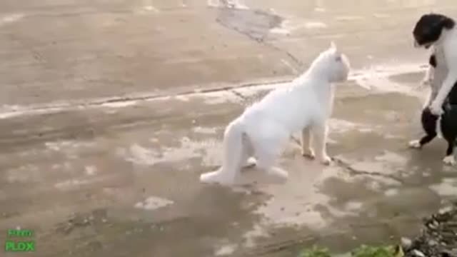 cat 🐈 cat 🐱🐈🐈🐱🐱🐱