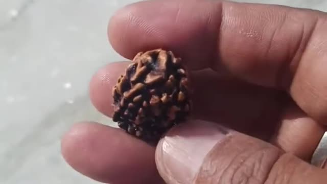 ORIGINAL 3 FACED RUDRAKSHA