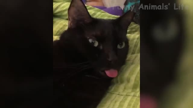 Best Funny Animals Video 2022 - Newest Cats😹 and Dogs🐶