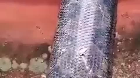 NOPE