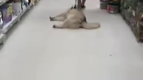 Husky sleeping in supermarket