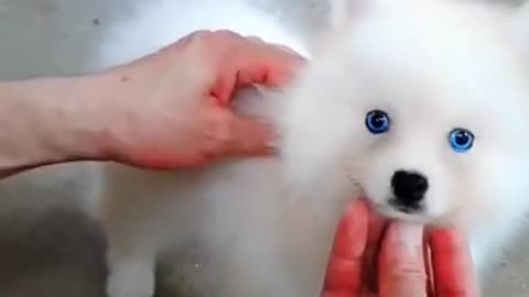 Cute Pomsky Puppy makes your day!