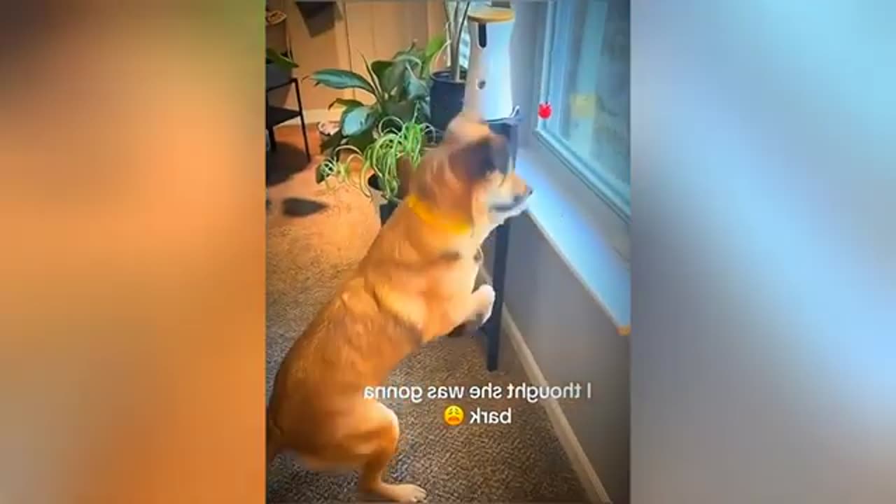 Dog funny video