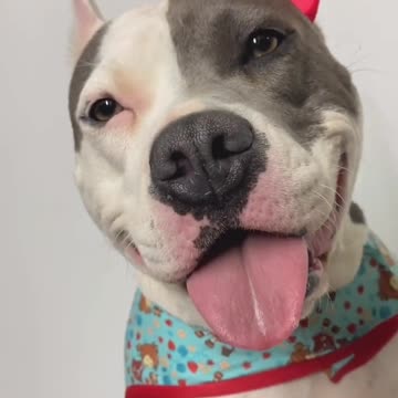 o jantar romanticos dos cachorro