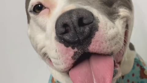 o jantar romanticos dos cachorro