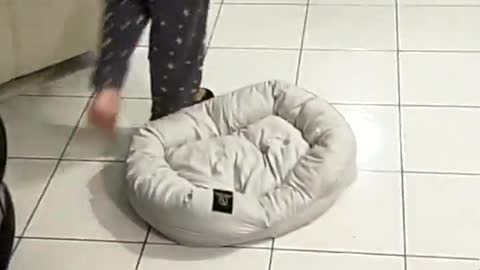 Puppy Plays Keep-a-Way with Owners Slipper