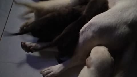 Puppies Lunctime